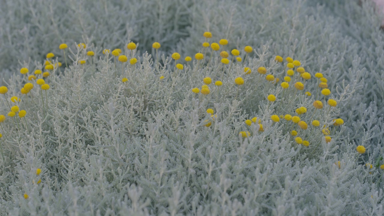 A close-up of silver-leaved santolina (cotton lavender) with bright yellow, button-like flowers. This video highlights natural textures and botanical details, ideal for content about gardening, landsc