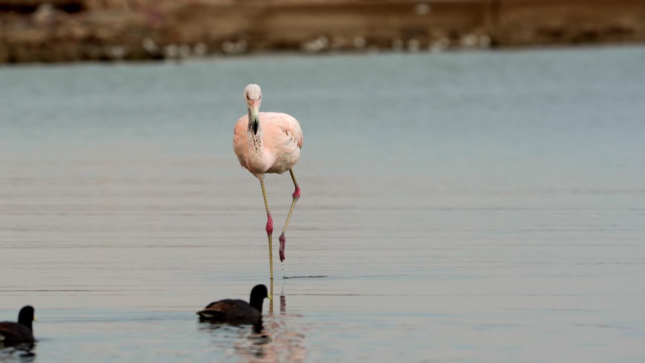 Chilean flamingo walking in shallow waters with reflection, captured at Ansenuza National Park, Córdoba, Argentina