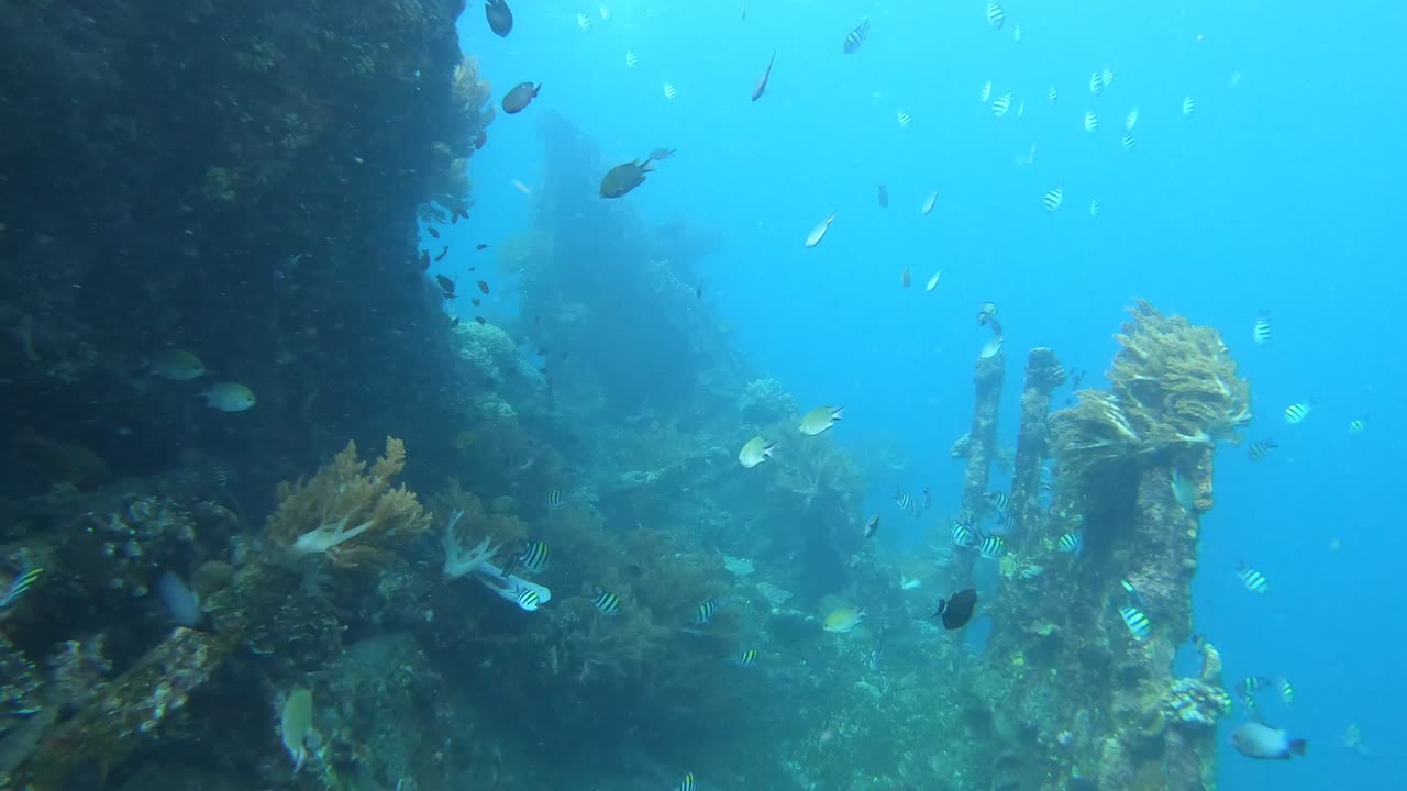 Underwater video clip of Japanese shipwreck with many reef fish. In Amed, Bali, Indonesia