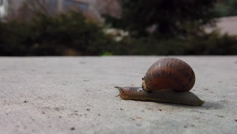 un caracol en la acera en medio de una ciudad cruzando de cámara dejada en el concreto rápidamente a otro jardín mientras sus antanae detectan cualquier posible obstrucción