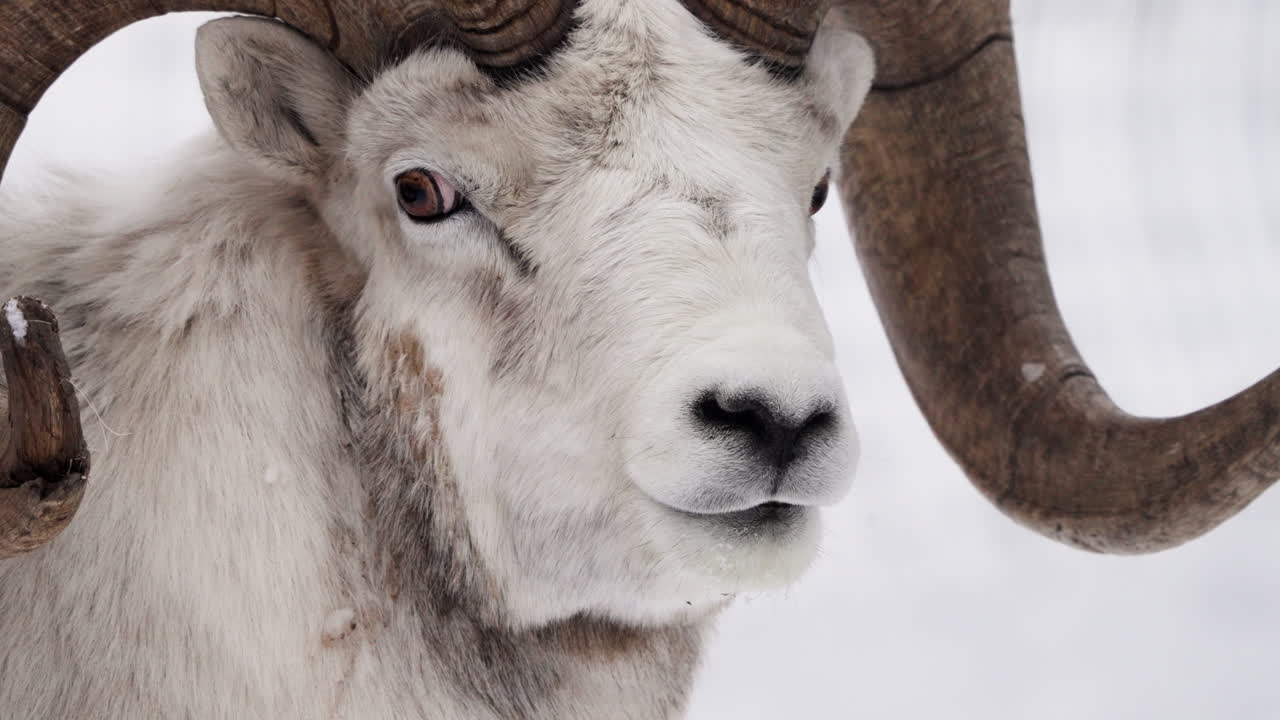 Close-up Portrait Of A Male Dall Sheep In Yukon, Canada.