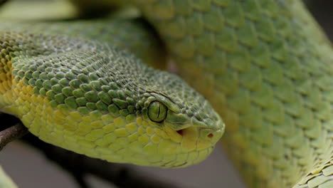 Macro-Shot-Of-Bamboo-Pit-Viper-Resting-On-Tree-Branch