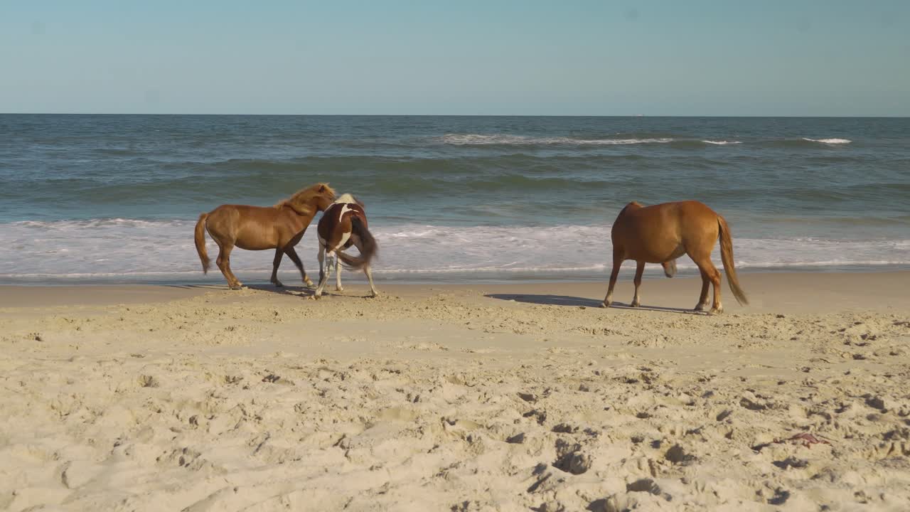 cavalos selvagens brincando no oceano