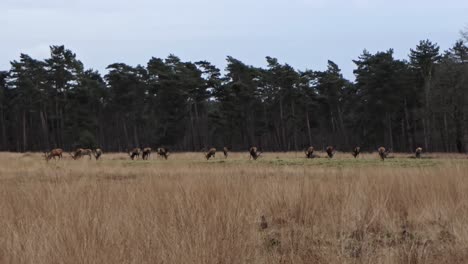 a large group of red deer is grazing along the edge of the forest