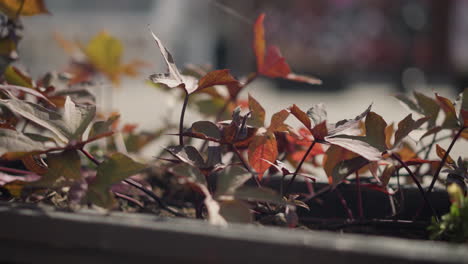 vibrant close-up of colorful leaves swaying gently in the breeze with sunlight highlighting the edges, blurred background features faint structures