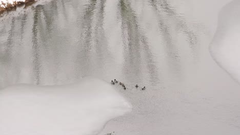 View-from-above-of-small-ducks-swimming-in-a-lake-in-Toronto,-Canada