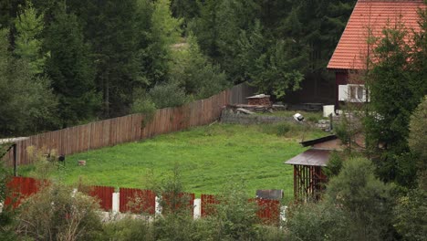 Beautiful-Grassy-Backyard-Garden-In-The-Forest