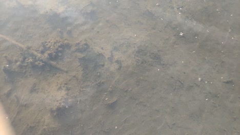 water flows over muddy bottom, light reflections on water, video