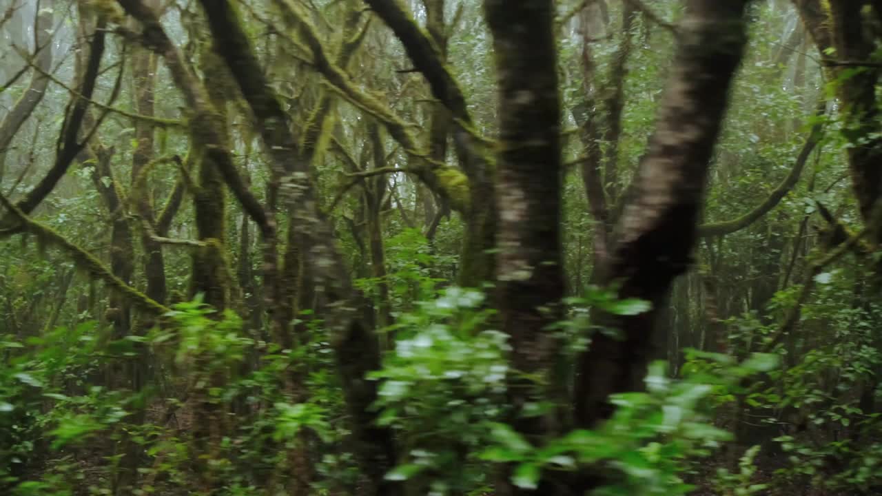 Silhouette dramatique d'une vieille forêt sombre dans le brouillard et la fumée.