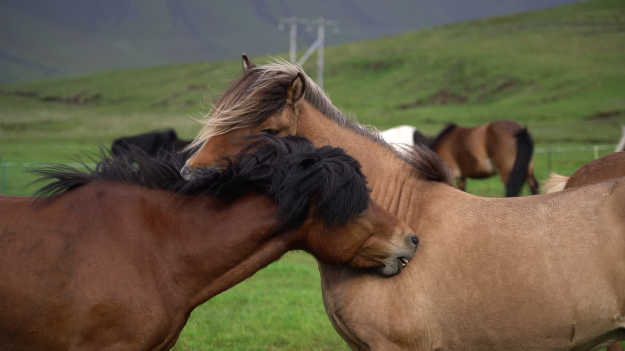 caballo islandés en la naturaleza escénica de islandia.