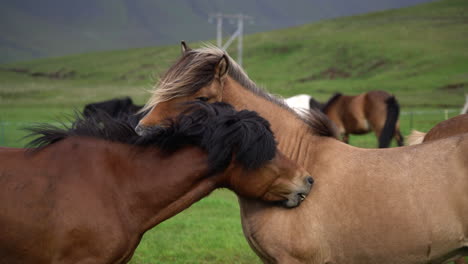 Caballo-Islandés-En-La-Naturaleza-Escénica-De-Islandia.