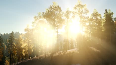 sonnenstrahlen durch bäume