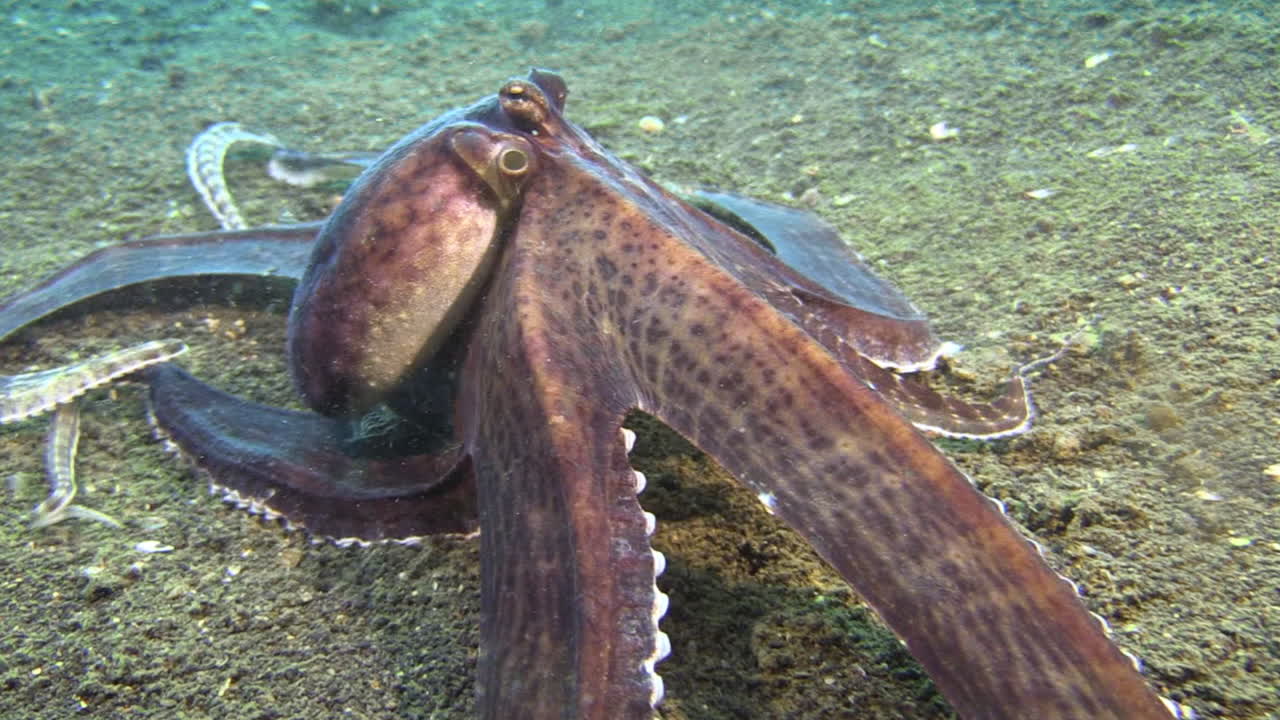 mimic octopus with extended skirt