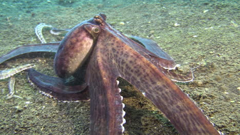 Imitar-Pulpo-Con-Falda-Extendida