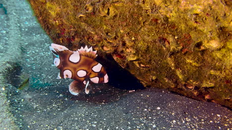 Juvenil-De-Labios-Dulces-Con-Muchas-Manchas-Nadando-Lentamente-Cerca-De-Un-Bloque-De-Coral