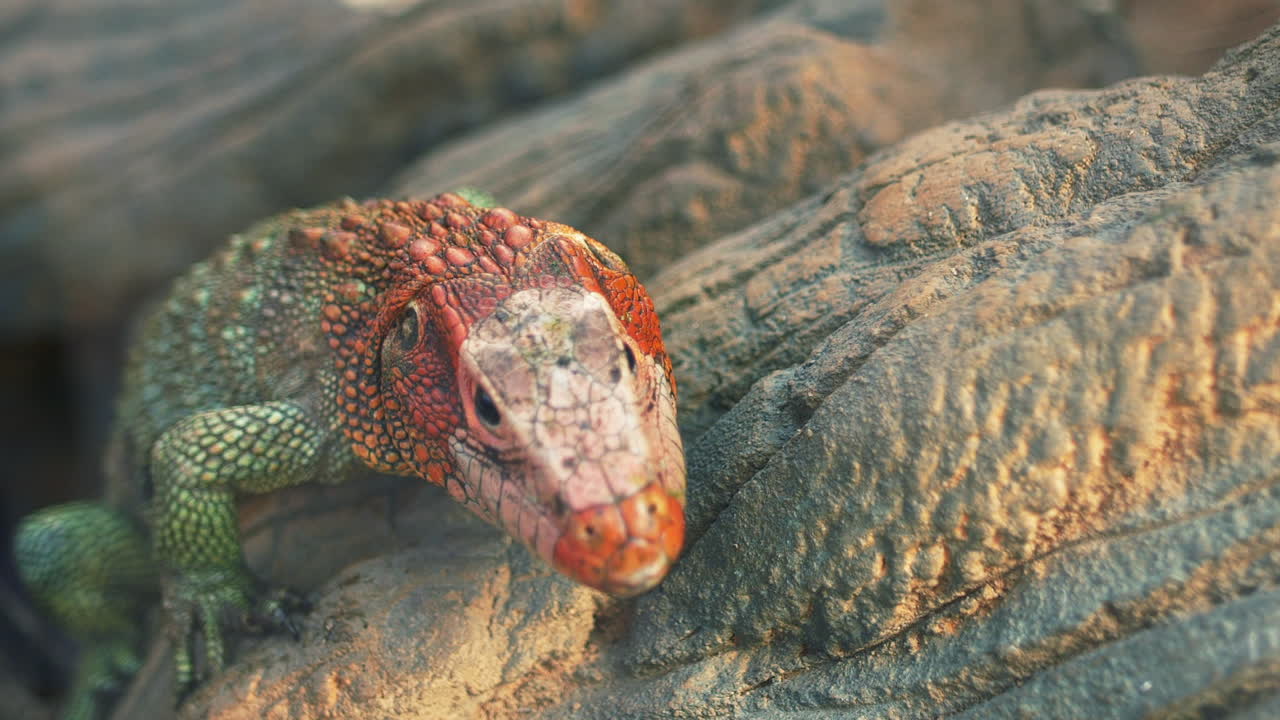 주황색 머리와 나무에 녹색 몸을 가진 도마뱀