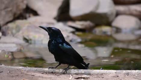 El-Drongo-Con-Cresta-De-Pelo-O-Es-Un-Ave-En-Asia-De-La-Familia-Dicruridae-Que-Era-Conespecífico-Con-Dicrurus-Bracteatus-O-Drongo-Con-Lentejuelas-En-El-Que-Puede-Ser-Difícil-Diferenciar-Entre-Sí