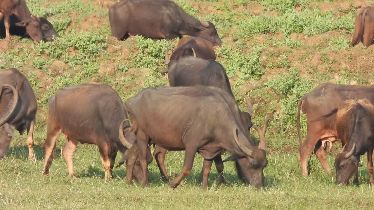 буйвол, ест траву - зеленый