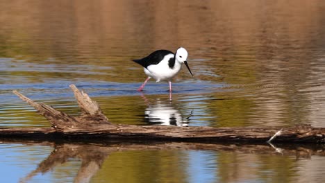 a black necked stilt feeds in a pond in australia