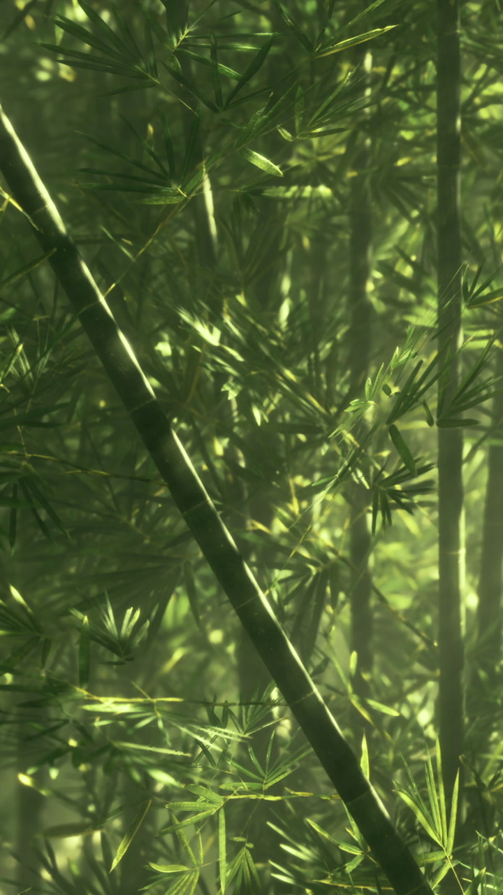 Sunlight dances through a green bamboo forest during the serene morning