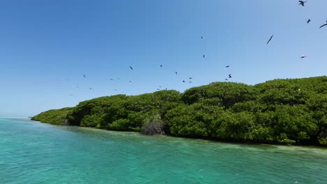 Caribbean-mangrove-in-los-roques-with-birds-flying-over-green-trees,-tranquil-waters,-aerial-view