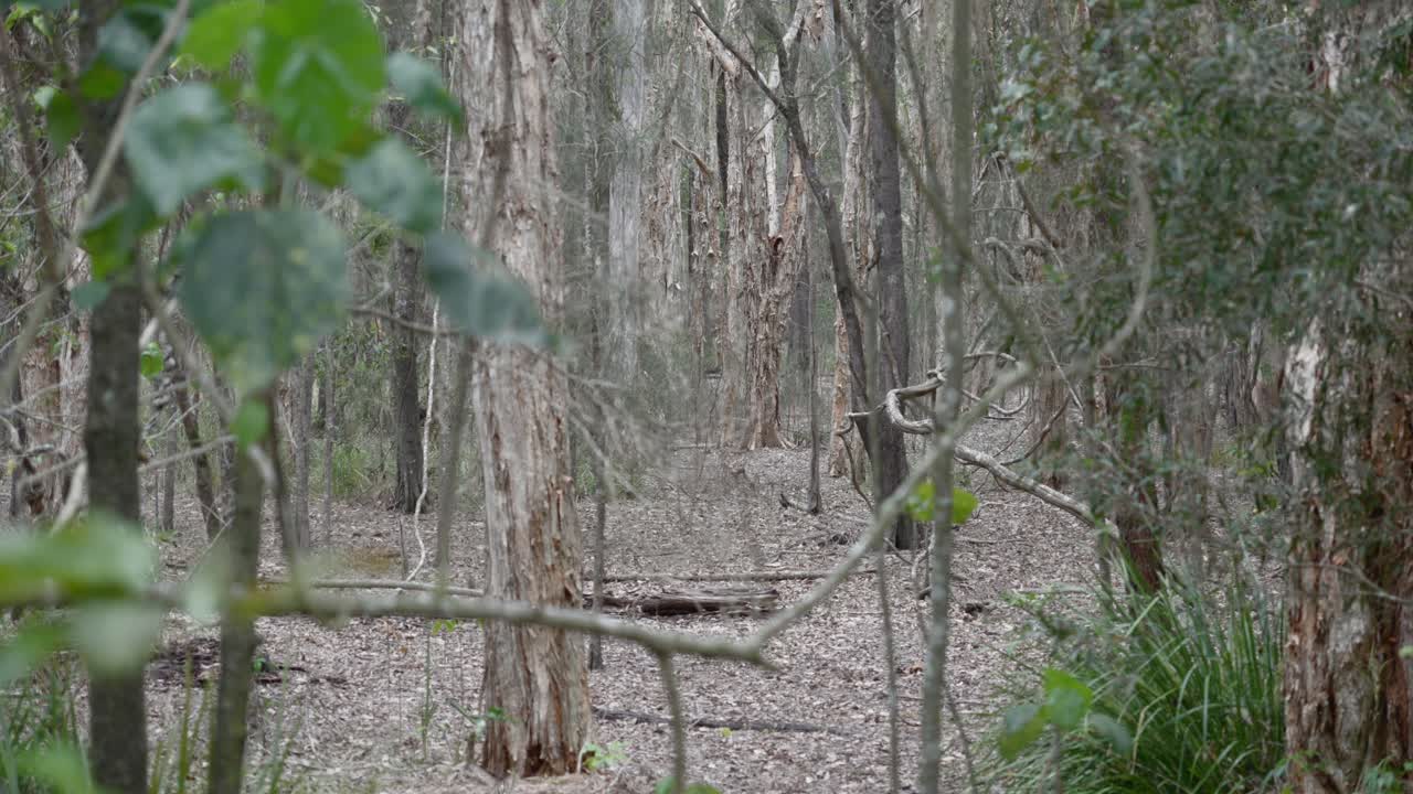 유칼립투스 나무 플랜테이션 숲, 울불한 오스트레일리아