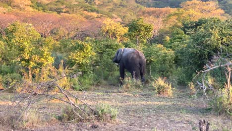 Un-Elefante-Africano-Caminando-Por-El-Safari-A-Primera-Hora-De-La-Tarde-Mientras-Se-Pone-El-Sol-2