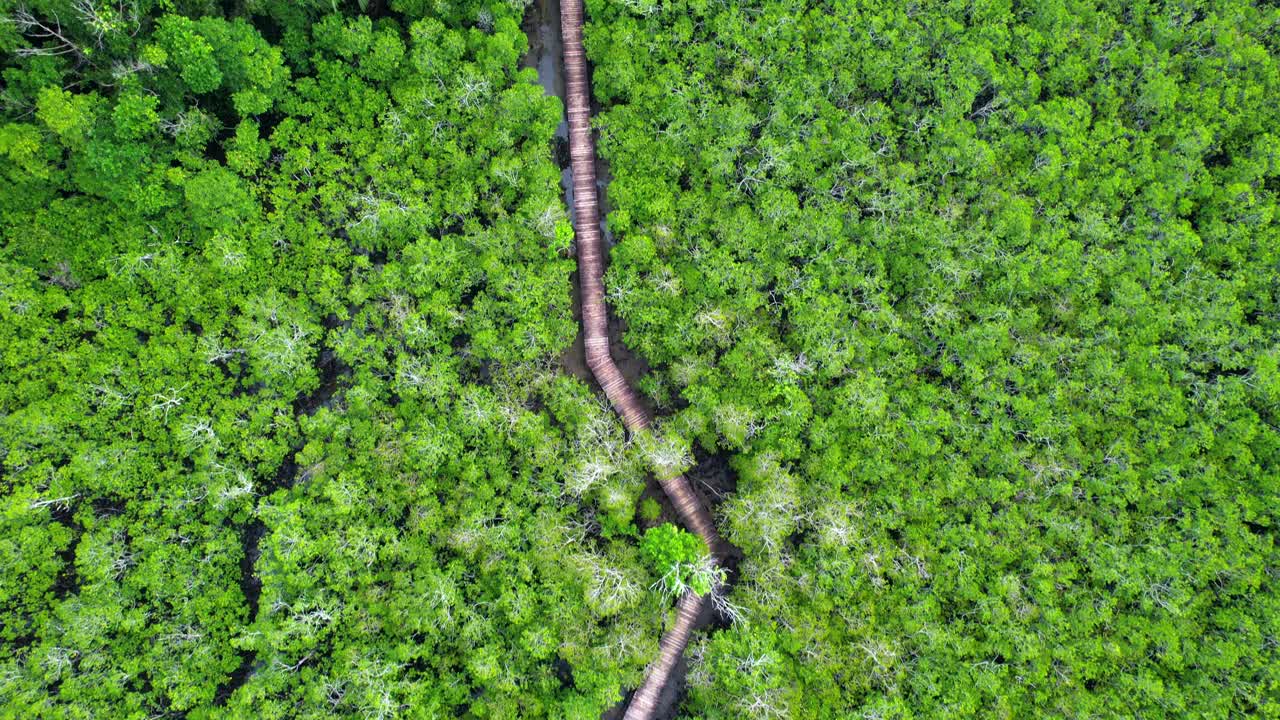 video de avión no tripulado sobre un puente de madera en el manglar, el intercambio, el humedal en el puerto de launay, mahe, seychelles 30 fps 1