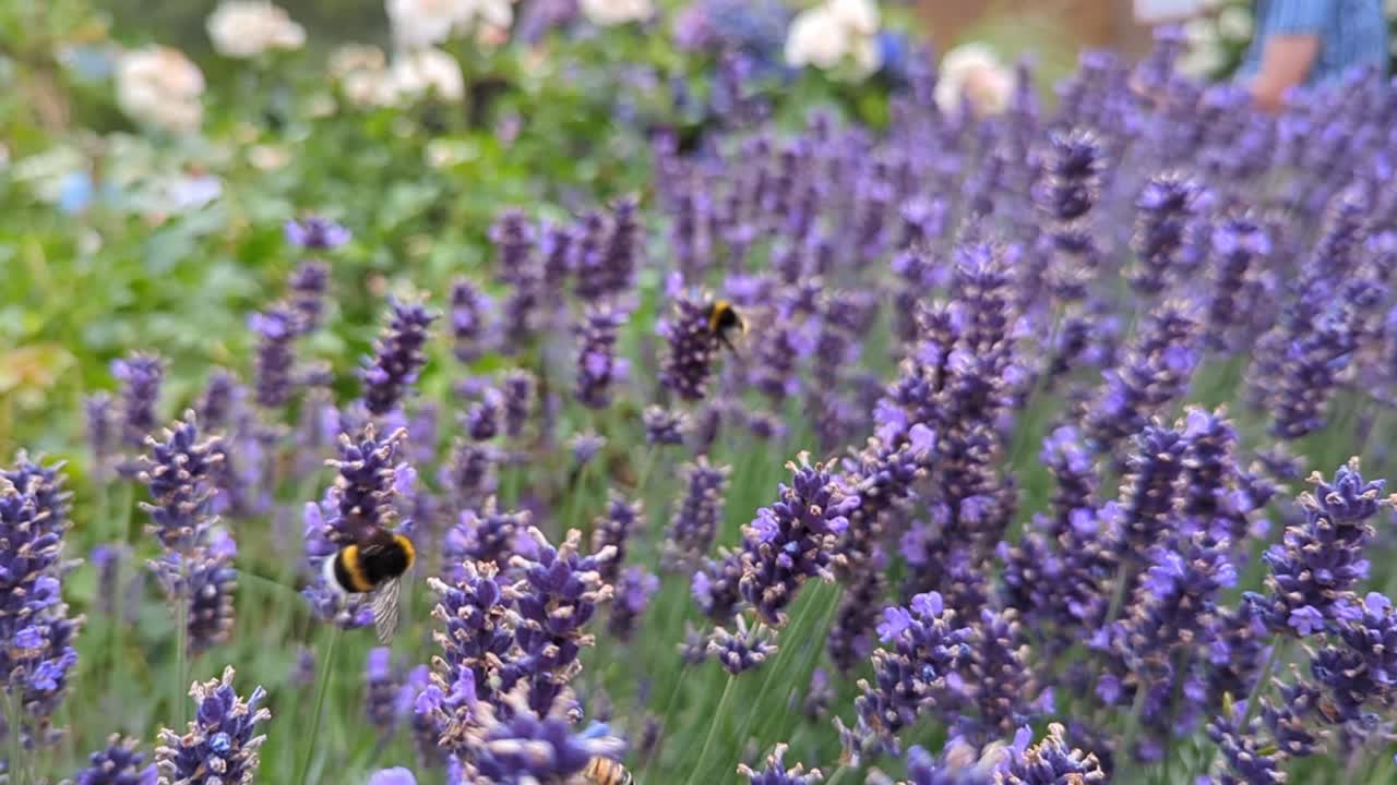 Lavanda, api, bombi: una sinfonia dell'impollinazione.
