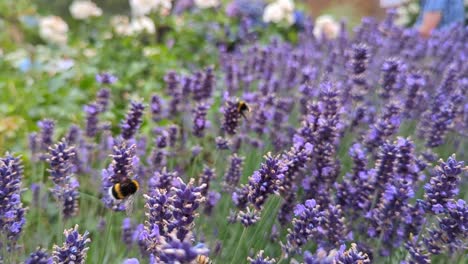 lavender, bees, bumblebees: a pollination symphony