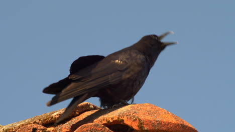 large billed crow perching on mossy ceramics during sunny day