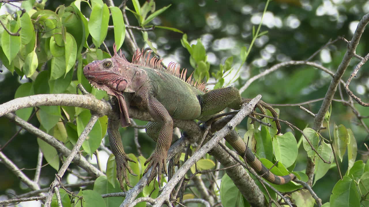 Iguana verde che si rilassa su un ramo lungo il fiume Tarcoles