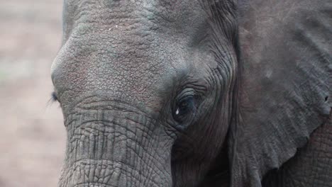 wrinkled face of baby elephant