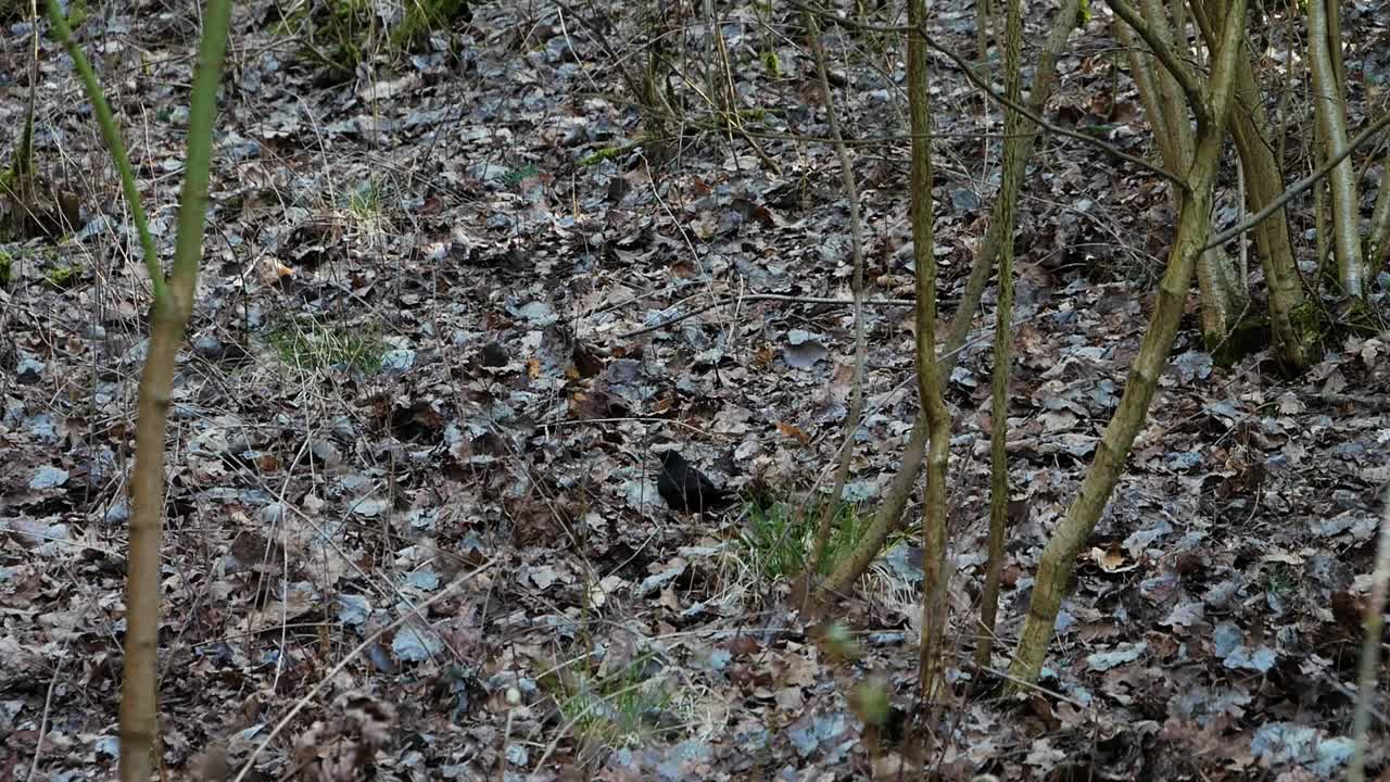 hermoso pájaro estornino negro jugando y buscando comida en el bosque arbolado