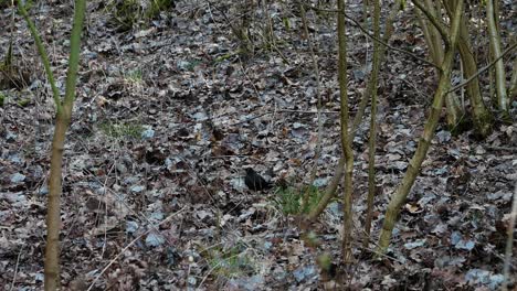 Hermoso-Pájaro-Estornino-Negro-Jugando-Y-Buscando-Comida-En-El-Bosque-Arbolado