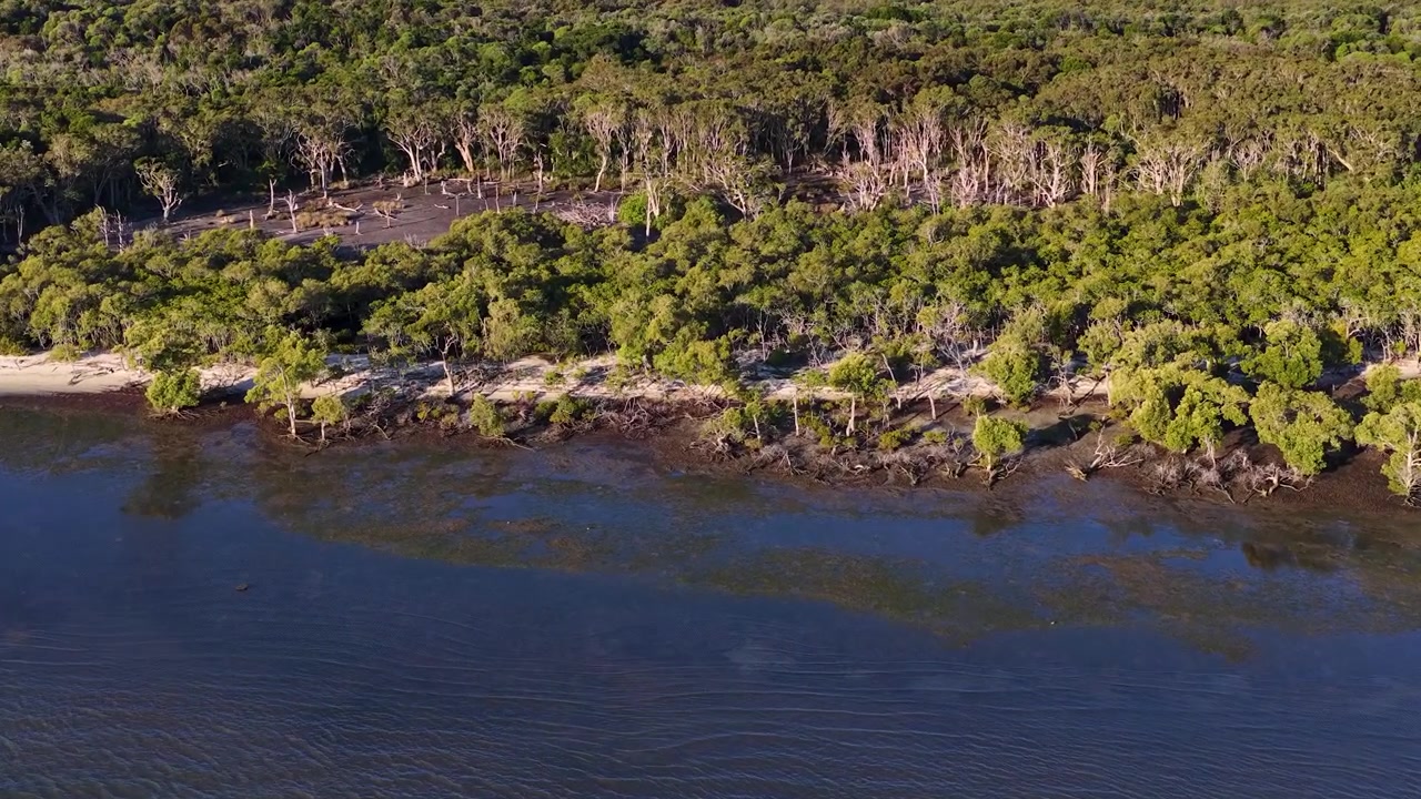 Toma de dron volando hacia un exuberante bosque de manglares y una costa arenosa en Queensland, Australia