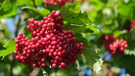 bunches of red ripe viburnum berries in motion bunches of red ripe viburnum berries in motion