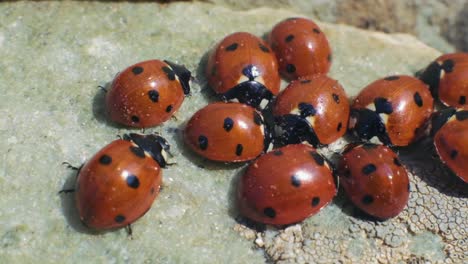 many colorful ladybugs on a rock