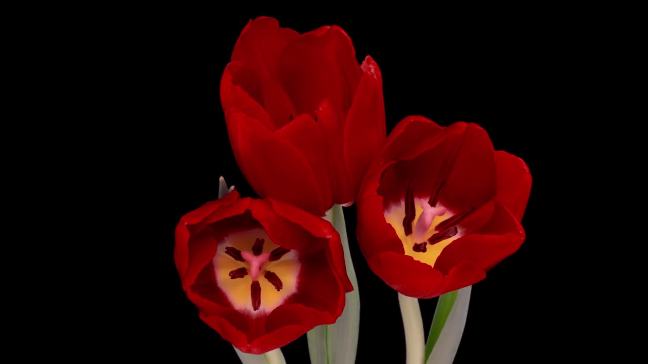 아름다운 은 립 꽃 배경, 꽃이 피는 립의 꽃이 열리고, 타임 라프스, 클로즈업, 웨딩 배경, 발렌타인 데이 컨셉, 검은 배경의 꽃줄기, 클로스업