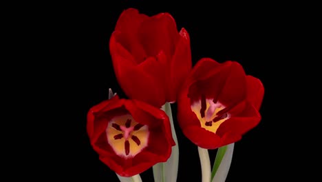 beautiful red tulip flower background. blooming tulips flower open, time lapse, close-up. wedding backdrop, valentine's day concept. bouquet on black backdrop, closeup