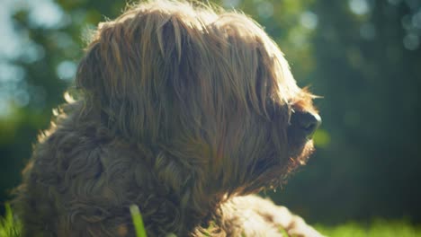 4k shot of a briard, a big dog laying down in the garden, looking in the distance