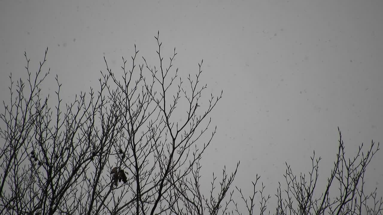 나뭇가지에 눈이 내리고 휴일에 가까운 추운 날씨