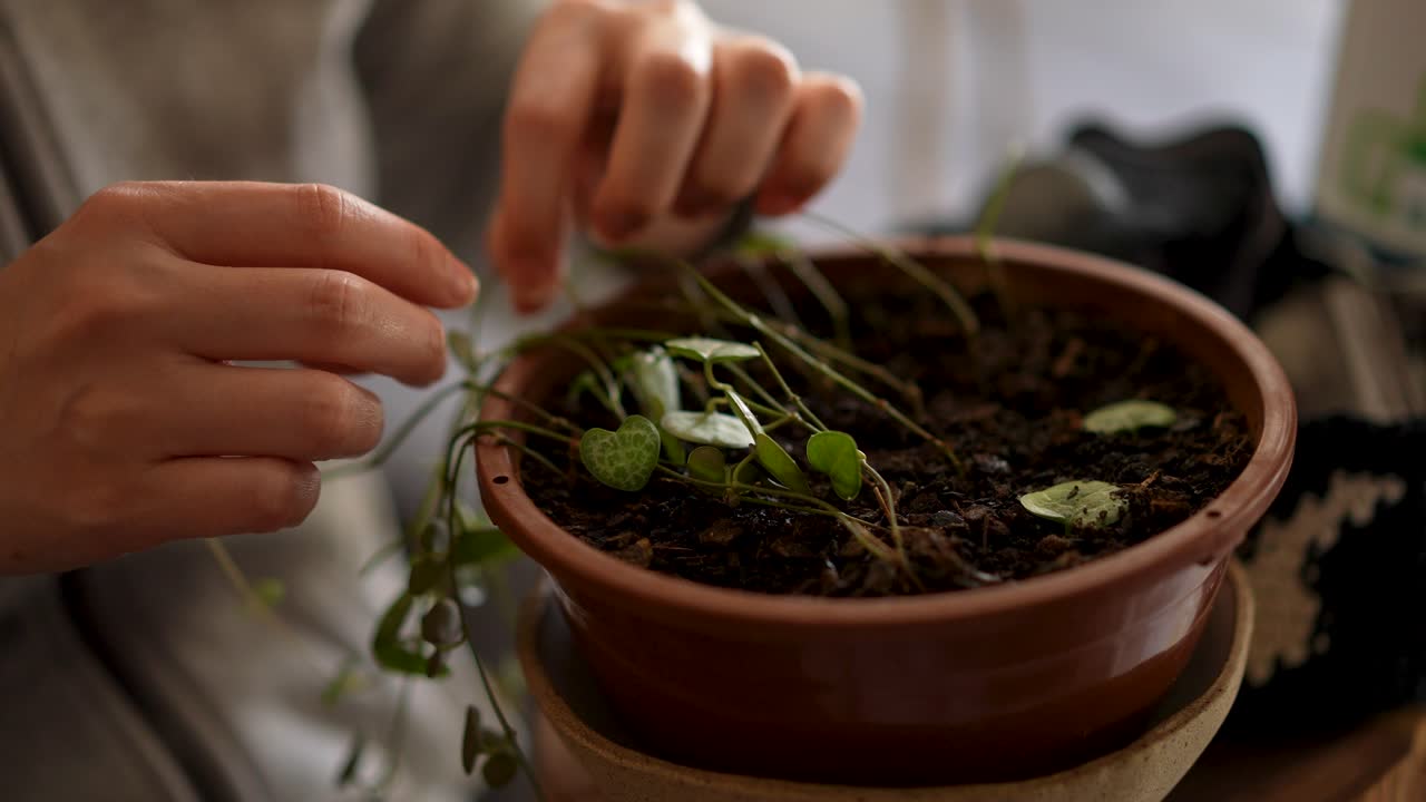 manejo de plantas domésticas entrelazadas en una maceta pequeña