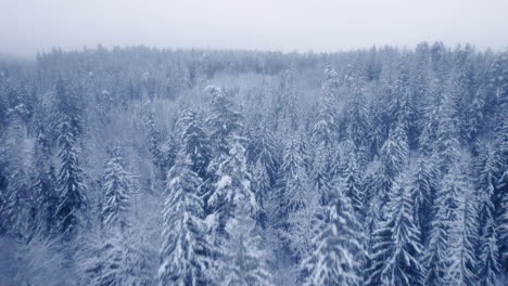 Video-Aéreo-De-4k-Del-Bosque-Natural-Del-Norte-En-Invierno,-Después-De-La-Tormenta-De-Nieve