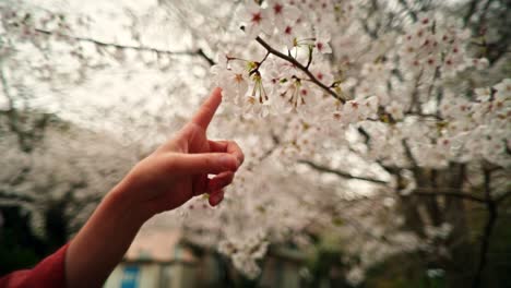 Hand touching cherry blossoms