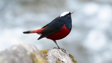 The-White-capped-Redstart-is-known-for-its-white-lovely-crown,-dark-blue-blackish-wings-and-brown-under-feathers-and-its-tail-starts-with-red