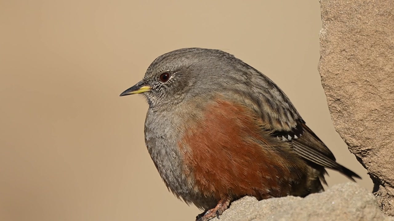 Natural mountain habitat supports alpine accentor presence without visible disturbance