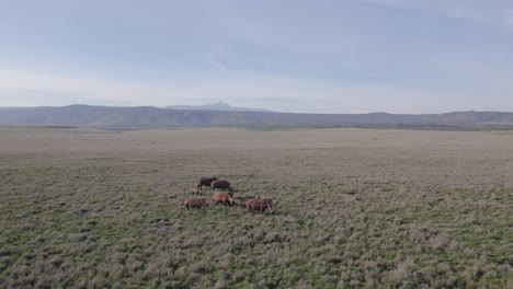 Drone-shot-of-Black-Rhinos-of-Lewa-Conservancy-in-Kenya