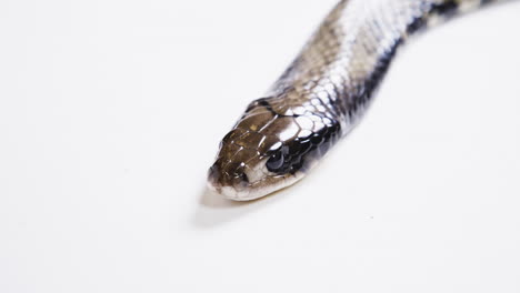 False-water-cobra-body-on-white-background