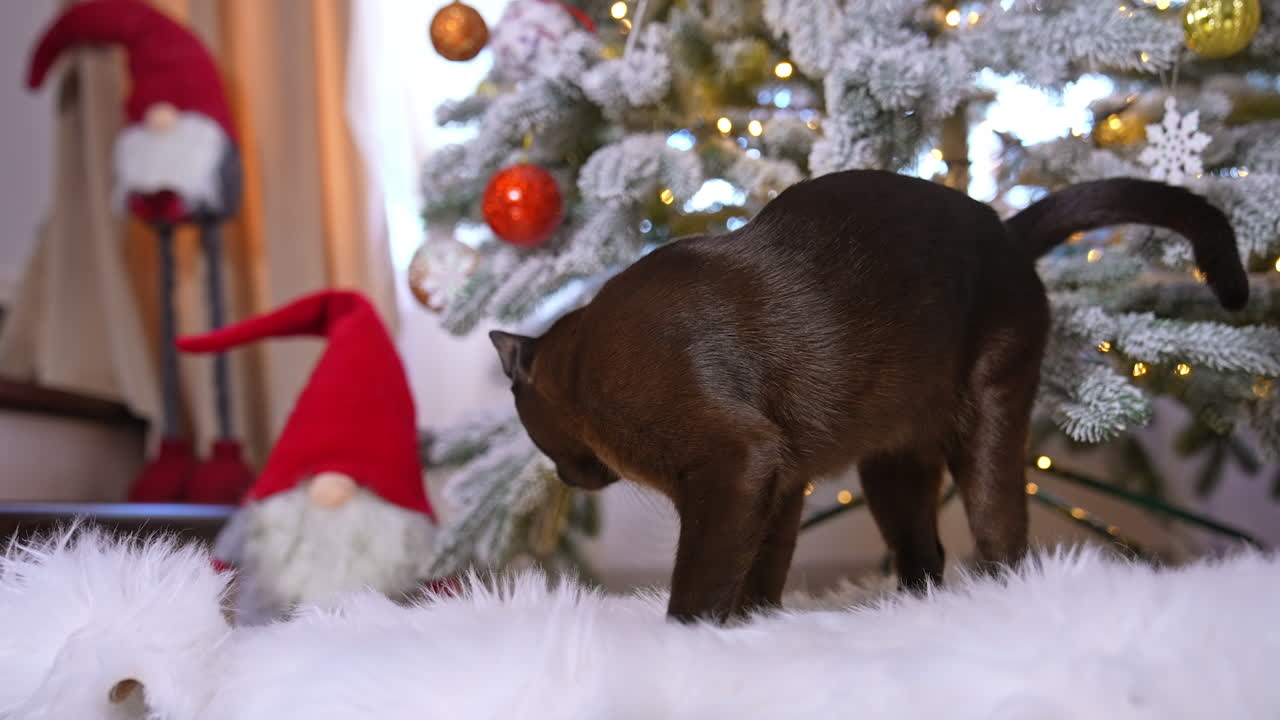 Black cat with white whiskers inspecting the fluffy floor cover. Beautiful domestic pet at the Christmas tree background. Close up.